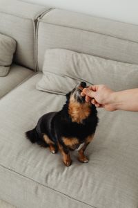 Kaboompics - Black and Tan Dog Taking a Treat on the Sofa