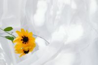 Kaboompics - Yellow Rudbeckia and Reflection on White Draped Fabric