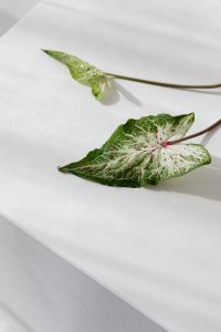 Kaboompics - Caladium Leaf Macro Detail for Botanical Editorial Layouts