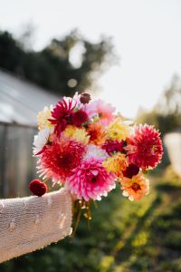 Kaboompics - Beautiful colorful dahlia flowers