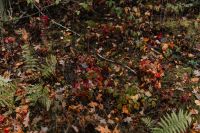 Kaboompics - Autumn walk to the forest in foggy weather