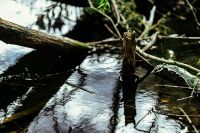Kaboompics - Forest Stream Reflection around Fallen Branches and Tree Stump