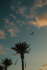 Kaboompics - Palm Tree Silhouettes and Birds Against a Dramatic Sunset Sky