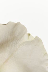 Kaboompics - Macro White Flower Petal Veins in Soft Backlight, Abstract Floral Texture Background