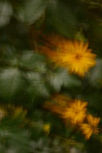Kaboompics - Orange Flower Motion Blur Background