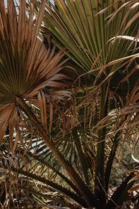 Kaboompics - Layered Fan Palm Leaves and Dry Fronds