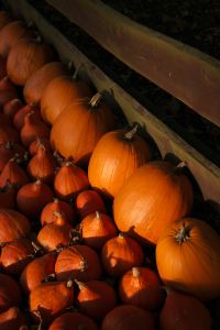 Kaboompics - Orange Pumpkins in a Rustic Wooden Display