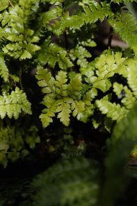 Kaboompics - Fresh Green Fern Leaves with Natural Garden Bokeh