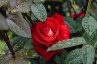 Kaboompics - Red Rose Surrounded by Rain-Dappled Green Leaves