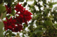 Kaboompics - Vibrant Shades of Red Roses in the Garden