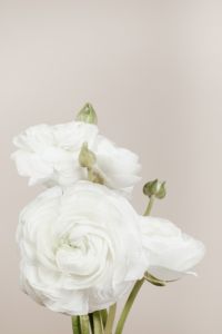 Kaboompics - White buttercup