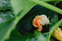 Kaboompics - Pumpkin Flower Bud on a Green Garden Vine