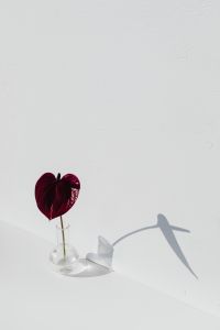 Kaboompics - Single Burgundy Anthurium in a Clear Bud Vase with Spacious White Negative Space