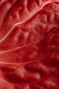 Kaboompics - Red Leaf Macro with Curved Outer Edge and Layered Vein Detail