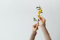 Kaboompics - Hands Holding a Quince Branch on White for Autumn Botanical Layouts