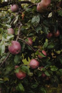 Kaboompics - Red Apples Hanging on Orchard Tree