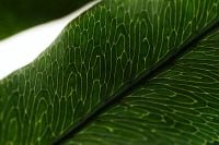 Kaboompics - Leaf Surface Macro Texture Backlit Natural Pattern Background
