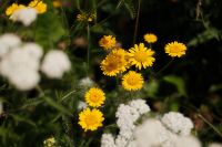 Kaboompics - Yellow Daisy Flowers and White Wildflowers in a Soft Focus Garden