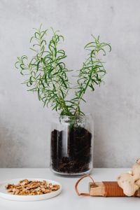 Kaboompics - Fresh Rosemary Sprigs in a Clear Glass Pot Against a Textured Kitchen Wall