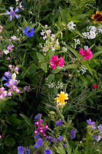 Kaboompics - Blooming Wildflowers in Summer Garden