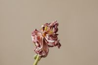 Kaboompics - Side Profile Of Dried Pink Flower