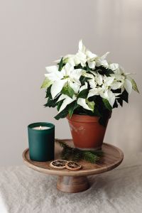 Kaboompics - Potted Poinsettia with White Paper Christmas Trees