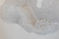 Kaboompics - Weathered Off-White Plaster Wall with Broad Peeling Patches, Naples Italy Texture Background