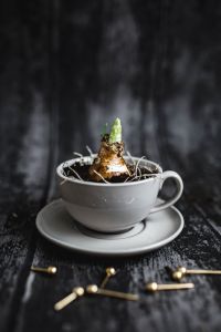 Kaboompics - Little seedling in a cup with small golden pins on a wooden board