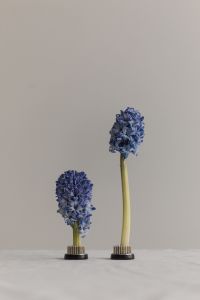 Kaboompics - Asymmetrical Blue Hyacinth Pair with Soft Neutral Background