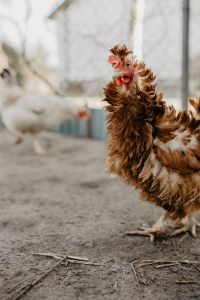 Kaboompics - Farm chicken eating seeds