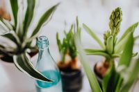 Kaboompics - Spring Bulbs and Green Plants with Blue Bottle in Glass Jars