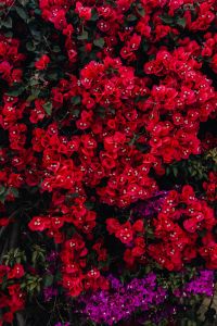 Red flowers of bougainvillea tree, Portugal