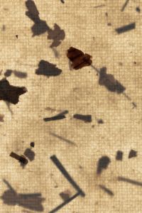 Kaboompics - Warm Botanical Paper Texture Background