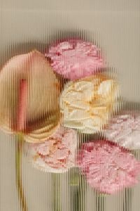 Kaboompics - Blush and Cream Flowers Distorted by Ribbed Glass, Abstract Floral Texture Background