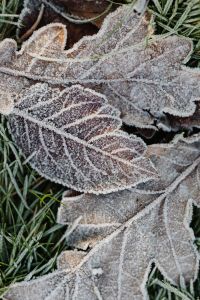 Kaboompics - Layered Frost-Covered Oak Leaves with Fine Winter Ice Crystals