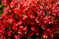 Kaboompics - Delicate Red Bush Flowers Against Botanical Greenery