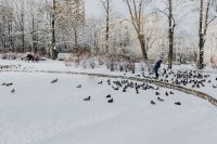 Kaboompics - Feeding Ducks at a Snow-Covered Park Pond in Winter