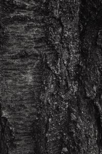 Kaboompics - Dark Rough Tree Bark Texture Close Up
