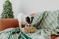 Kaboompics - Christmas - a small dog with a gift on the sofa