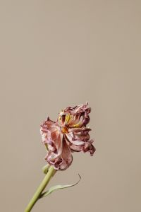 Kaboompics - Dried Pink Flower On Beige Background
