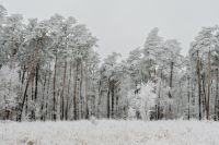 Kaboompics - Snow Covered Pine Woodland Landscape In Winter