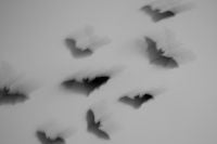 Kaboompics - Flock of Bats With Atmospheric Motion Blur