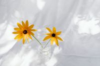 Kaboompics - Two Yellow Rudbeckia Flowers in a Tiny Glass Vase