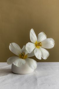 Kaboompics - White Flowers in Small White Vase