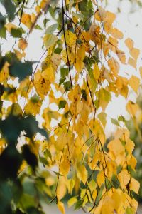 Kaboompics - Golden Birch Leaves Against a Bright Autumn Sky