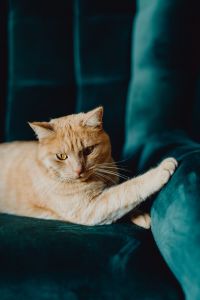 Kaboompics - Ginger Cat Resting One Paw on the Arm of a Teal Velvet Chair