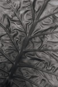 Kaboompics - Alocasia Green Leaf Surface Close-Up