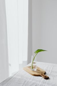Kaboompics - Alocasia Seedling in a Glass Vase on a Wooden Board