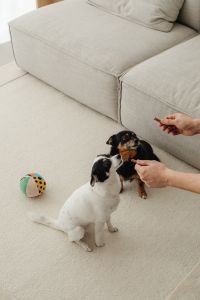 Kaboompics - Two Dogs Taking Treats Beside a Colorful Ball