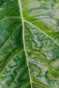 Kaboompics - Leaf of sunflower